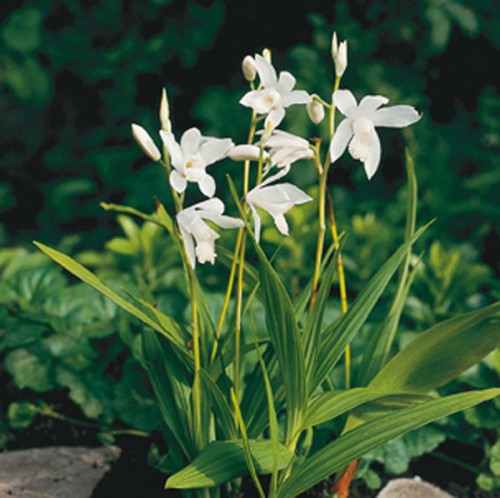 Bletilla striata - Alba